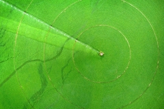 Aerial View from a Drone Flying above Green Farm Field Growing Crops Irrigation Pivot Sprinklers