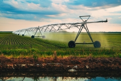 Soybean crop seedling field irrigation, agricultural sprinklers watering plants on plantation