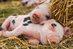 Oxford Sandy and Black piglets sleeping together