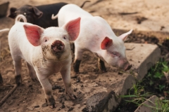 Two cute little pigs