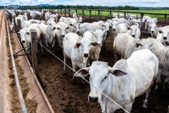 Nelore cattle herd in a Brazilian farm corral. The Nelore breed is known for its adaptability to tropical climates and meat production.