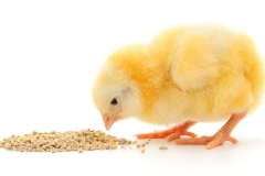 Baby chicken having a meal