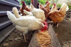 A group of pasture raised chickens peck for feed on the ground