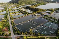 Aerial view of shrimp farm and air purifier in Thailand. Continuous growing aquaculture business is exported to the international market.