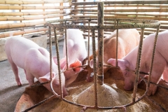 Four pigs are eating happily and morning sun.