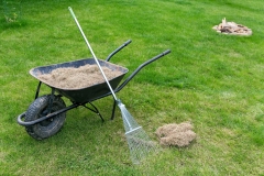 dethatching lawn with a rake moss removal in the spring garden