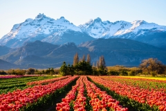 Scene view of field of tulips against snow-capped Andes mountains and clear sky in Trevelin, Patagonia, Argentina
