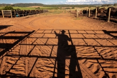 shadow of an aberdeen angus rancher and livestock in the background