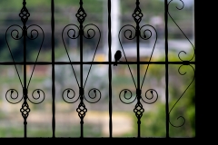bird on iron fence