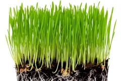 green grass with ground
