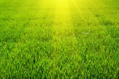 Green lawn for background
