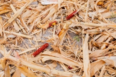 Dried corn cobs and husks scattered on farmland soil, representing agricultural waste and post-harvest residue management issues