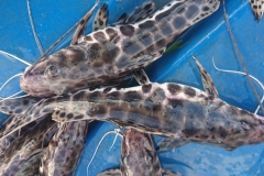 BCP-54-PR-2022-04-02