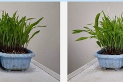 Corn-Growth-After-Test