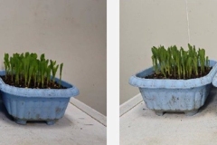 Corn-Growth-During-Test