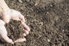 Fresh compost soil in two hands with space for text.  Organic farming.