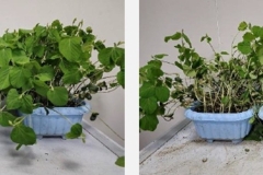 Soybean-Growth-After-Test