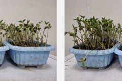 Soybean-Growth-During-Test